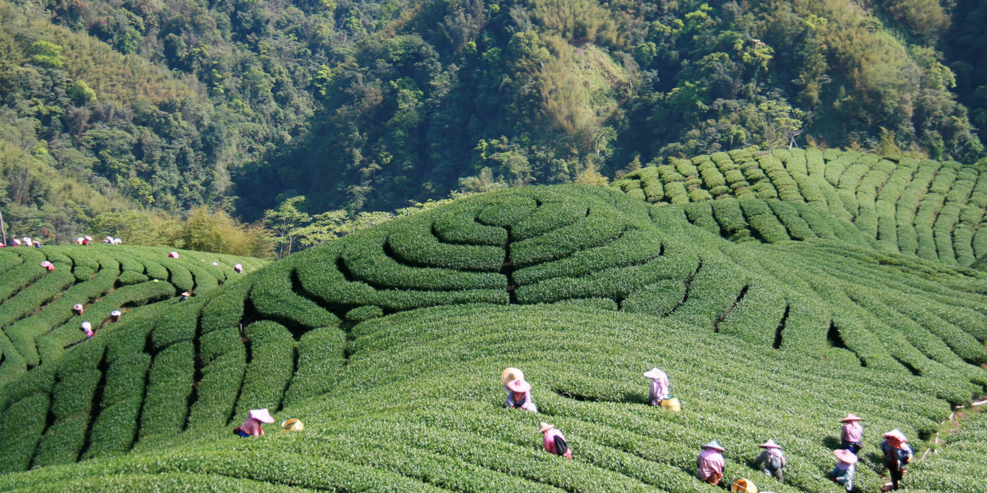 Pakua Tea Garden