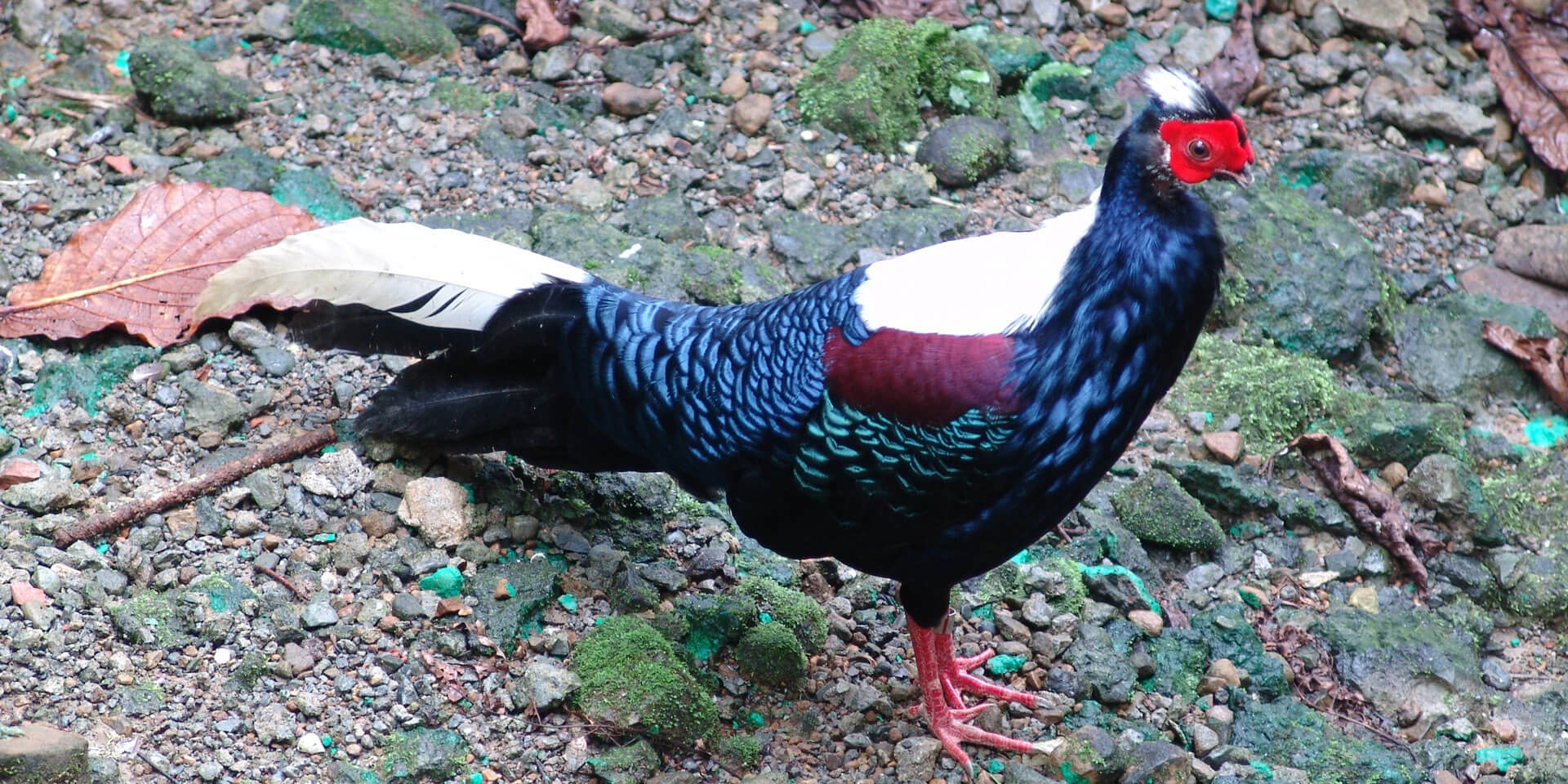 National Fenghuanggu Bird Park