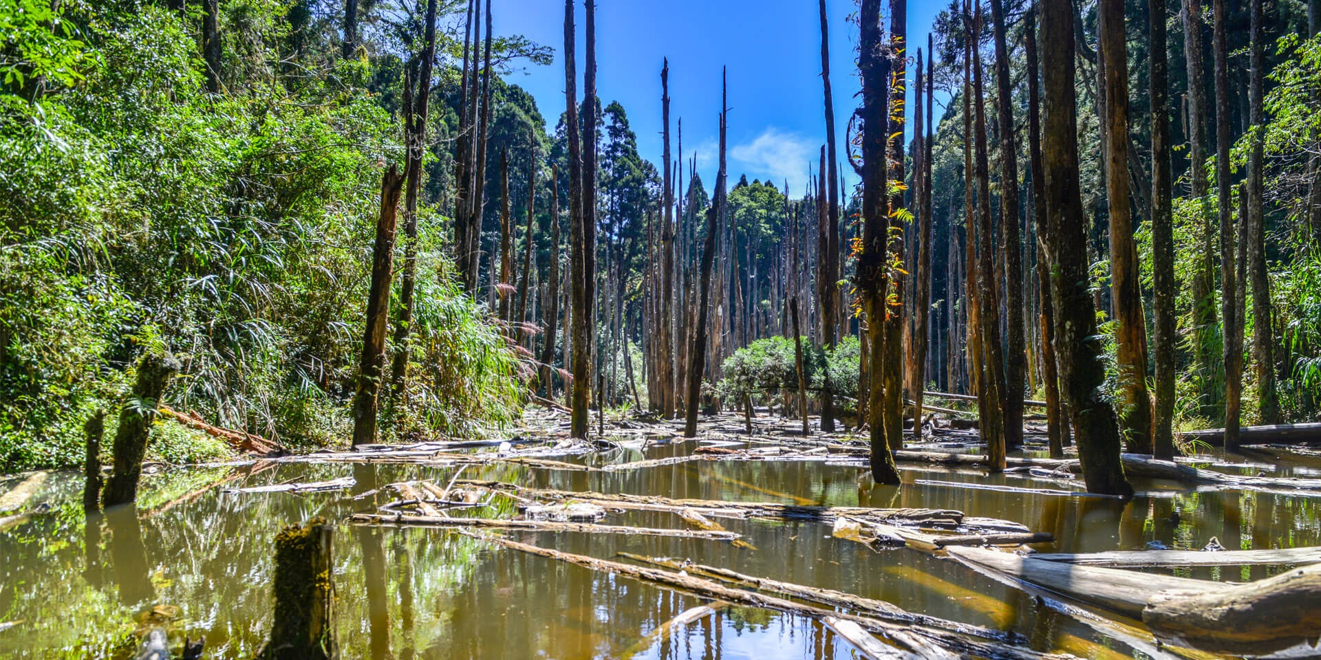 Wangyou Forest