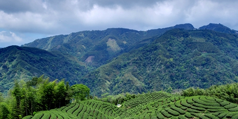 軟鞍八卦茶園